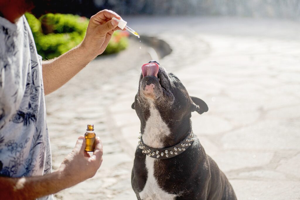 How to Choose the Best CBD Oil for Your Dog in 2025