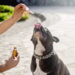 How to Choose the Best CBD Oil for Your Dog in 2025